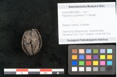 Foto (Objekt + Etikett) von Pleioclinis couchmani F.V. Mueller (NHMW-GEO-2024-0188-10466)